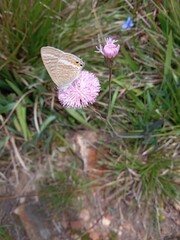 butterfly on a flower