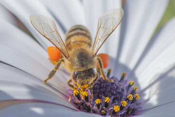 Bee drinking nectar on top of a white daisy. Close up view.
