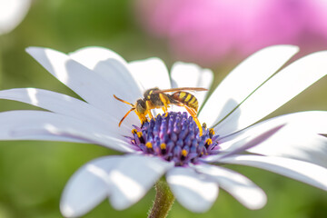 Bee on a white daisy drinking nectar. Macro phoyography.
