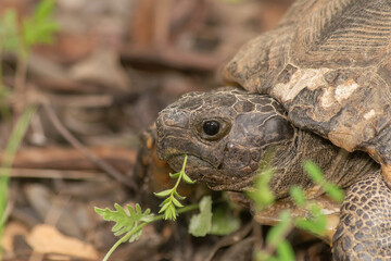 Close up of a turtle head eating grass.
