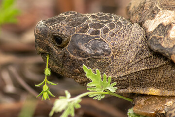 Close up view of a turtle head eating grass.
