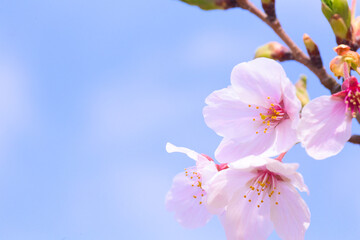 青空のもとに咲く桜