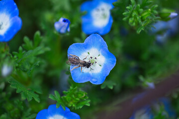 ネモフィラにとまる蜂