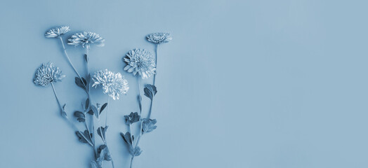 Beautiful Flowers composition. Blue Chrysanthemum on toned blue backdrop. Spring, easter concept. Minimal styled Flat lay banner, top view, copy space. Creative lifestyle, autumn color background