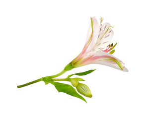 Coral alstroemeria flower and bud isolated on white or transparent background