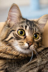 Portrait of a young one-year-old domestic cat looking away