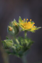 macro of yellow flower bud 