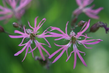 wild  pink flowers in the wind