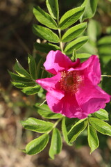 rose hip flower