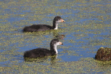 Fototapeta premium coot babies swimming