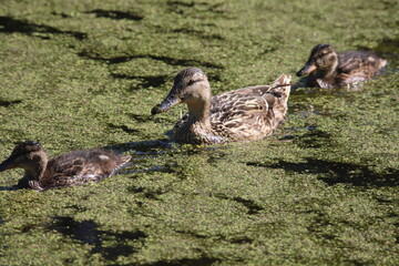 duck and ducklings