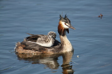 great crested grebe with baby