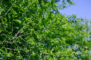 Fototapeta na wymiar Green leaves in spring. Selective focus with shallow depth of field.
