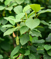 Magnolia leaves and unripde seeds in the garden. Selective focus.