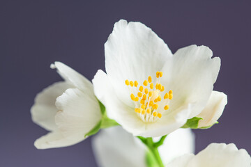 Obraz na płótnie Canvas White Flower Close up