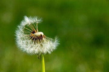 Pusteblume