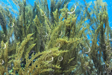 air bubbles tropical aquarium ocean underwater background
