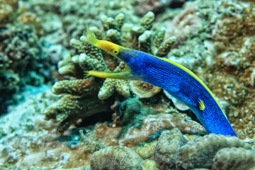 Naklejka na ściany i meble small colorful coral fish on the reef underwater tropical wildlife