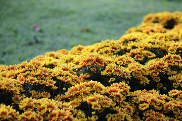 Close up of blanket flowers (gallardia x grandiflora) in garden background