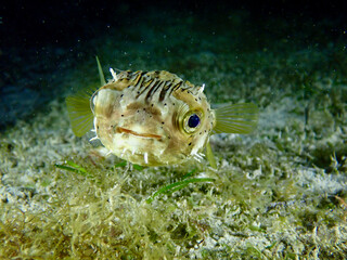 Pufferfish. Ball fish on a coral reef near the sandy bottom in the ocean underwater.