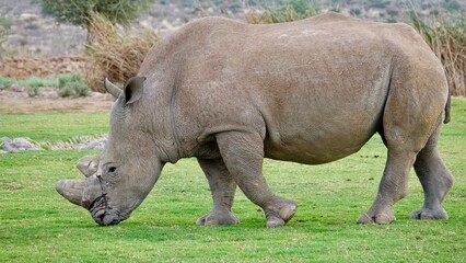 Nashorn, Rhinozeros in Namibia, frei und wild