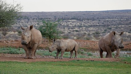 Naklejka na ściany i meble Nashorn, Rhinozeros in Namibia, frei und wild