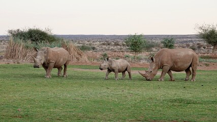 Obraz na płótnie Canvas Nashorn, Rhinozeros in Namibia, frei und wild