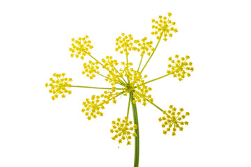 Obraz premium Bloomed in spring on a white background