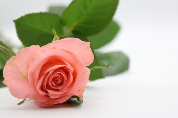 白背景の横たわった1輪のピンク色のバラ