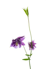 Bloomed in spring on a white background