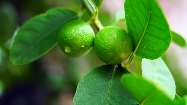 The Thai lemon. natural lamon Fresh green lemon on lemon tree in the outdoor nature on a beautiful background - Lime tree with fruits closeup - Growing organic lemons