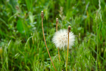 round dandelion feathers,ball-shaped feathers on a dandelion,