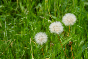 dandelion plant and its feathers, a person plucks and scatters dandelion feathers, dandelion feathers flying in the wind