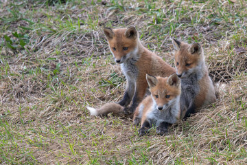キタキツネの子供