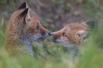 キタキツネの子供