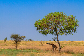 Mother and baby giraffe (Giraffa camelopardalis) in Serengeti national park in Tanzania