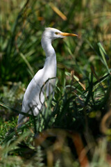 Western Cattle Egret // Kuhreiher (Bubulcus ibis) - Strofilia, Peloponnese, Greece