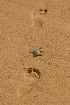 Olive Ridley Sea Turtle, Lepidochelys Olivacea, Crawling Near Human Footprints,  Padampeta Beach, Rushikulya Rookery, Odisha, India