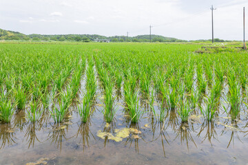 田植え後の水田