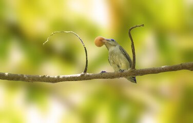 bird beal fruit wall paper