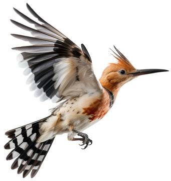 Flying hoopoe bird isolated on a white background, generative AI