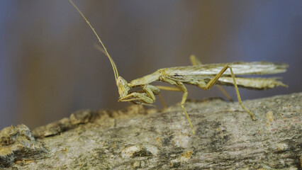 The male praying mantis sits on tree branch masquerading against its background and turns its head looking around. Crimean praying mantis (Ameles heldreichi)