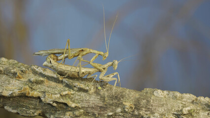 Couple of praying mantis mating on tree branch. The mating process of praying mantises. Crimean praying mantis (Ameles heldreichi)