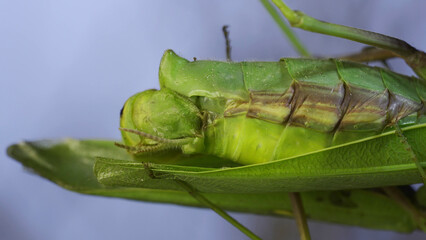 Extreme close-up of mating process of praying mantises. Couple of praying mantis mating hanging under tree branch. Transcaucasian tree mantis (Hierodul transcaucasica)