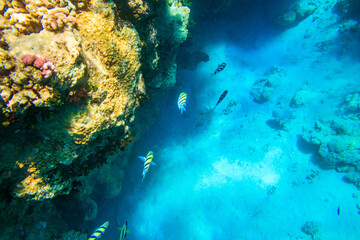 Indo-Pacific sergeant (Abudefduf vaigiensis), also  known as the Sergeant major on coral reef in the Red sea. School of fish undersea