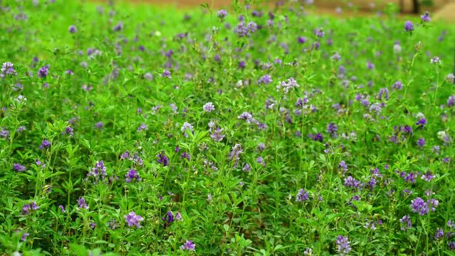 In the spring farm field young alfalfa grows. The field is blooming alfalfa, which is a valuable animal feed
