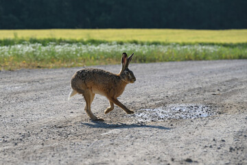 Hare (Lepus europaeus) running over a country lane next to a field, wildlife in the agriculture landscape, copy space, selected focus © Maren Winter