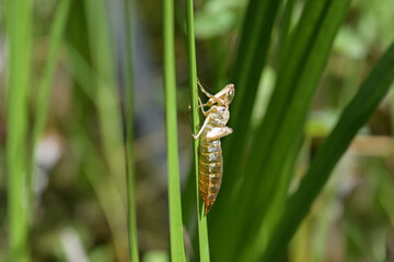 Empty shell or cocoon of a dragonfly larva hanging on a reed leaf in the pond, abandoned after the...