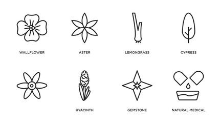 nature outline icons set. thin line icons such as wallflower, aster, lemongrass, cypress, , hyacinth, gemstone, natural medical pills vector.