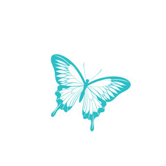 butterfly